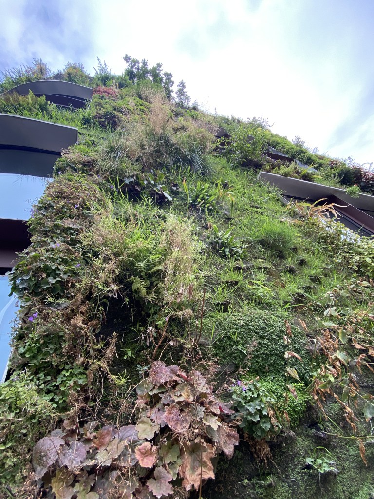 Impressionnant et dense mur végétal. La verdure est omniprésente et variée. Ce mur s'élève à au moins 15 mètres, un véritable tamis de verdure vertical.