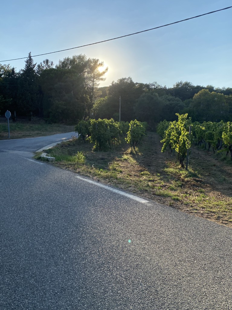 Petite roughe tourant a angle droit et soleil d'été illuminant des vignes.
