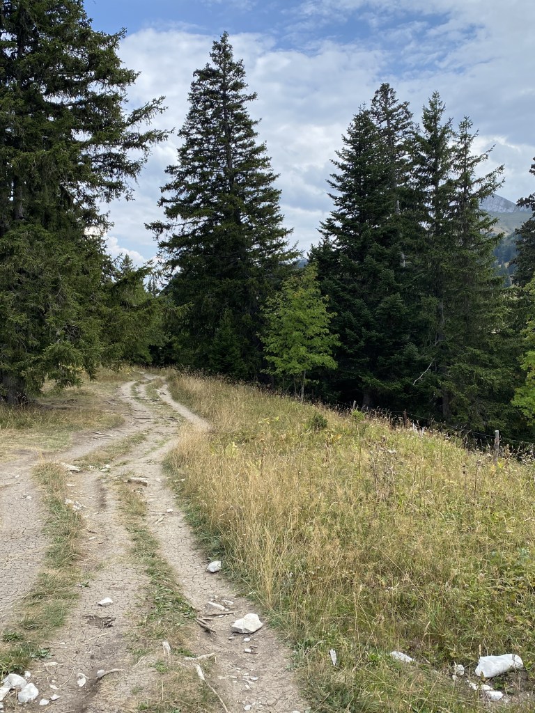 Le chemin par lequel passe le GR Balcon du Léman. Séparé en son milieu par une bande herbeuse, le chemin s'enfonce dans une forêt de sapins
