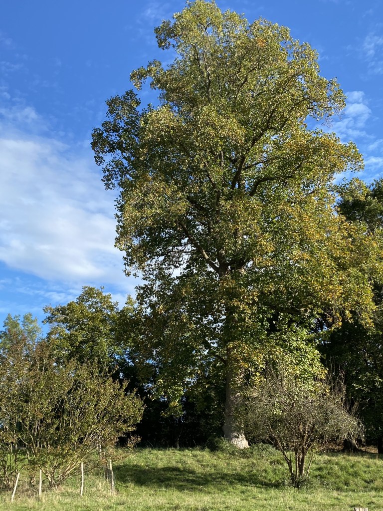 Belle essence de vieux chêne du domaine de Cassou (propriété privée) près d'Orthez.