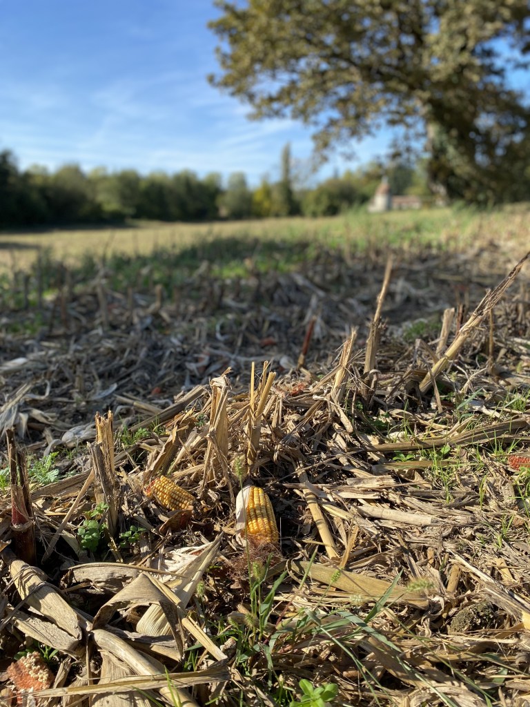 Bel épi de maïs sur une terre labourée du domaine de Cassou (propriété privée) près d'Orthez.