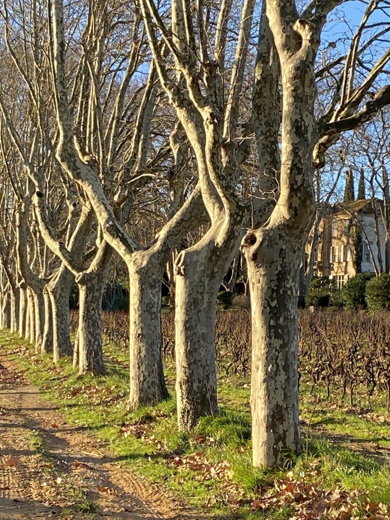Une belle allée de Platanes avec les ombres portées et vue sur la maison en arrière plan