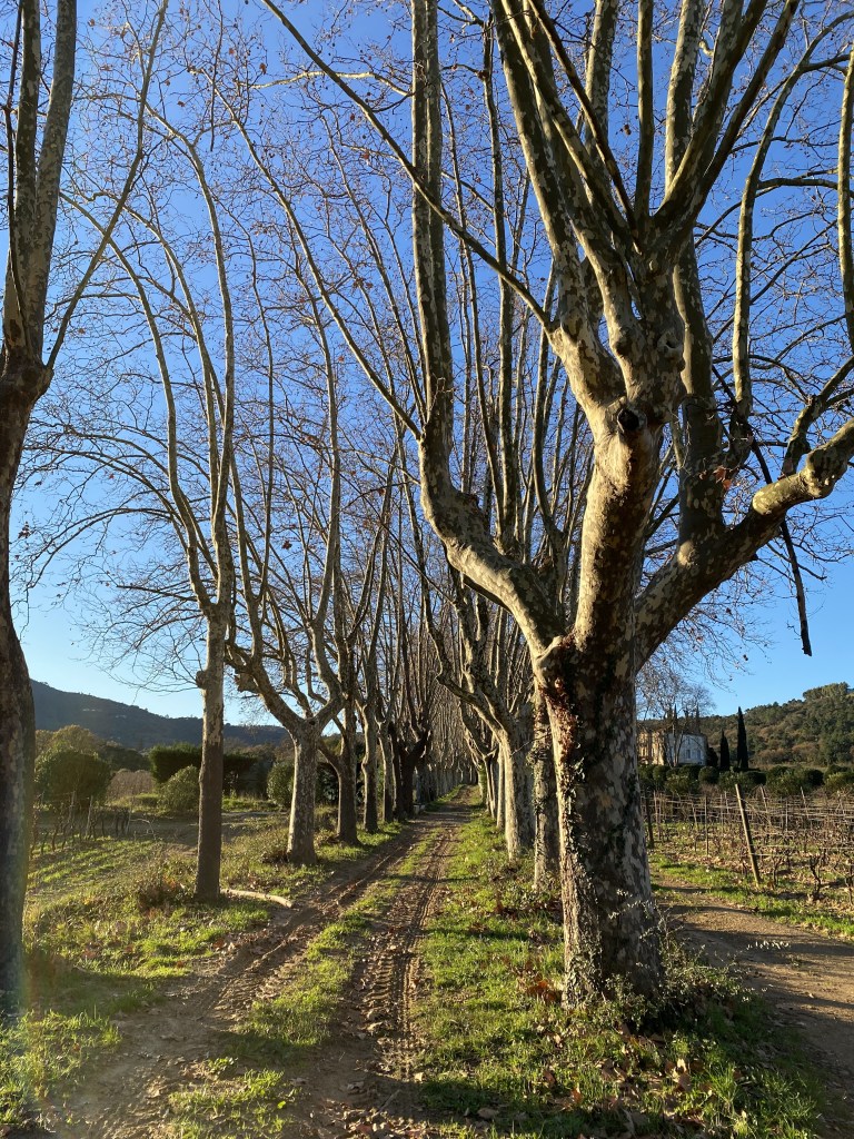 L'allée de platanes  avec ombres portées et vue sur la maison dans le lointain