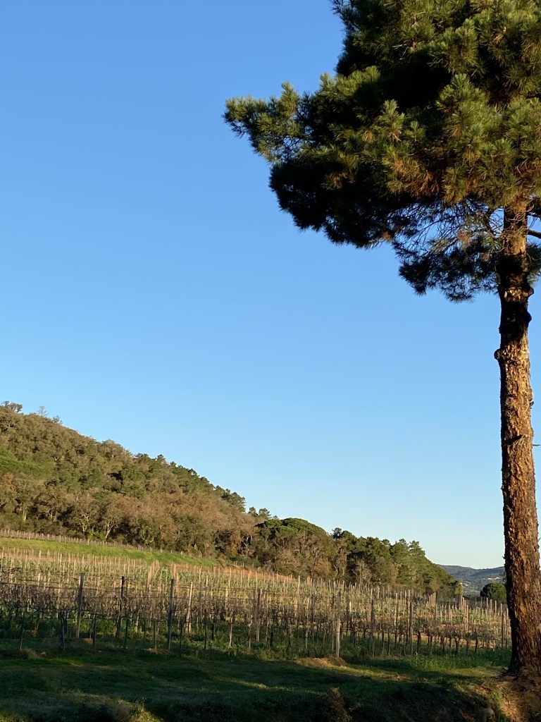 Vignes hivernales sous un beau ciel bleu et à l'ombre d'un pin parasol majestueux.