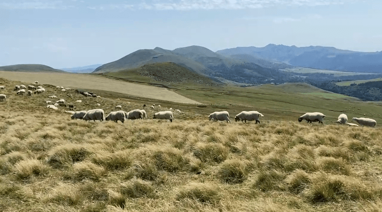Un troupeau de moutons aux pieds de la chaine du Sancy par temps ensoleillé 