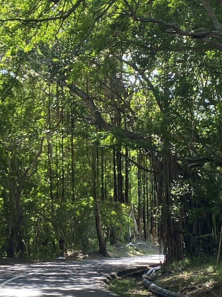 De grands arbres chargés de nombreuses lianes vertes descendant jusqu'à la route qui mène au Morne Brabant, le Maurice