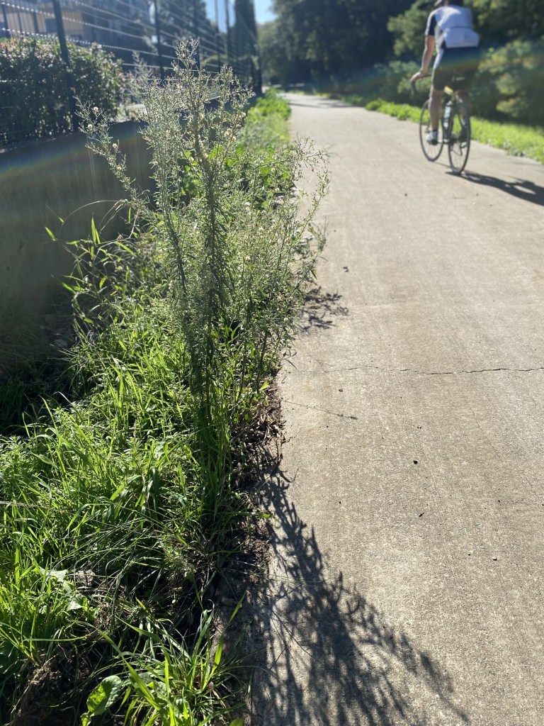 Vue sur la piste cyclable qui descend en direction de la Vernatelle depuis le rond-point le plus proche de la Gendarmerie.